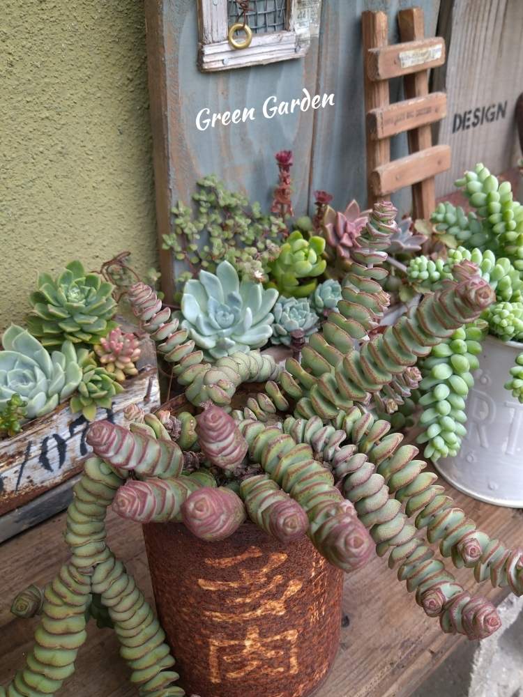 小さな庭の画像 by GreenGardenさん | 小さな庭と多肉植物と多肉植物と暮らすと今日の一枚と多肉好きと 舞乙女と雑貨小物とAyumiさんのWSとsweetbasketさんのリメ缶