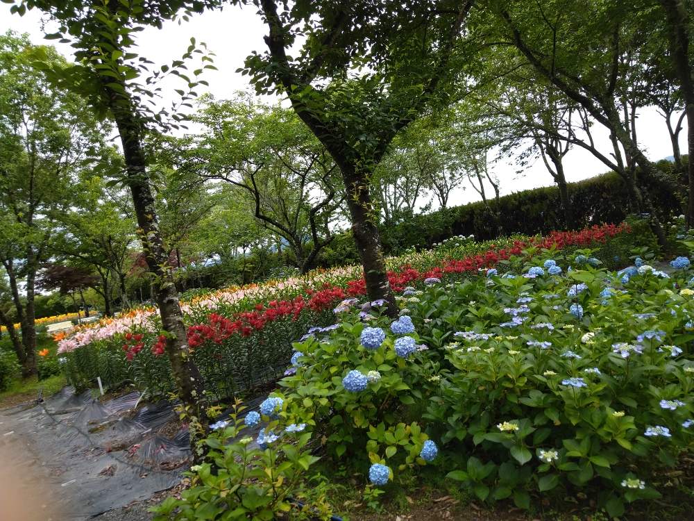 お出かけ先の画像 by スイートバジルさん | お出かけ先とお花と花のある暮らしとあじさい♡とユリ ゆり
