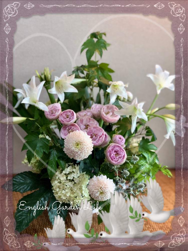 部屋の画像 by イングリッシュガーデンさん | 部屋とアフリカハマユウと薔薇とアナベルとマムとのいちごの葉とEGありがとうございますとかわいい♡とGS映えとリフレッシュして!元気になる!花飾りフォトコンテストと綺麗なお花とお庭の植物とEGコラージュと可愛いと花のある暮らしとGSアダルトチームとかわいいな♡と色合いがキレイとチーム愛知とナンセンスギャグセンス隊とEGお出かけ先