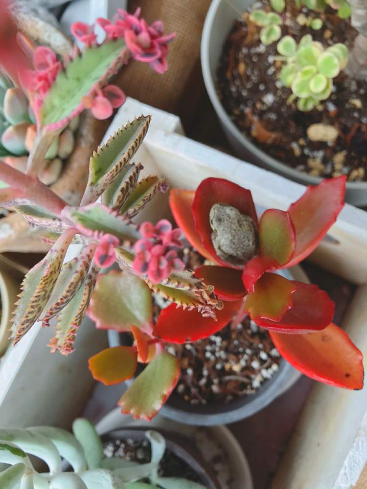 小さな庭の画像 by くみ ͙❁さん | 小さな庭と多肉植物と植物のある暮らしとうつくしま福島とがんばれ 千葉!!と多肉大好きと寄せ植えと新型コロナウィルスに負けるなと多肉植物寄せ植えと多肉女子とがんばろう福島とガーデニングと花のある暮らしとかわええと多肉寄せ植えとカエルと多肉植物 多肉の有るくらし