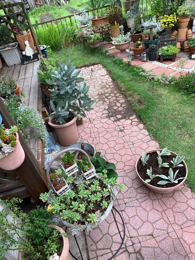 の画像 by ゆかりんさん | 多肉植物とガーデン雑貨と#多肉#多肉植物#たにくとウッドデッキとドライ好きとガーデニングと多肉棚と多肉寄せ植えとラムズ イヤー
