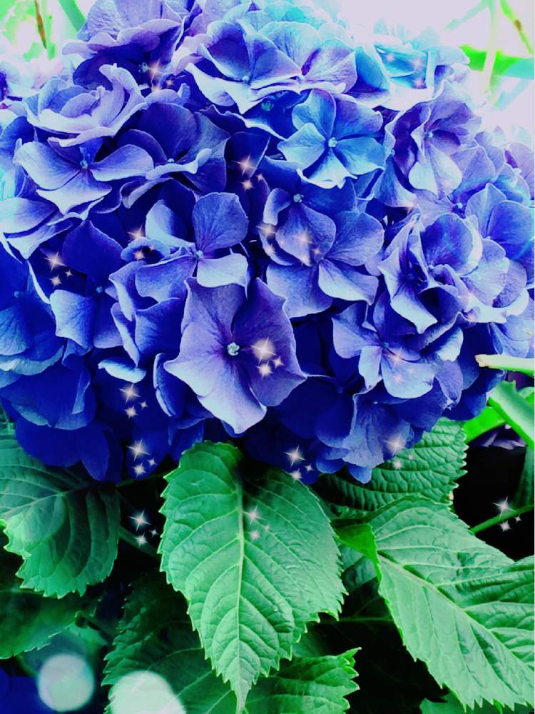 お出かけ先の画像 by hirarinさん | お出かけ先とアジサイと紫陽花とhirarinの紫陽花