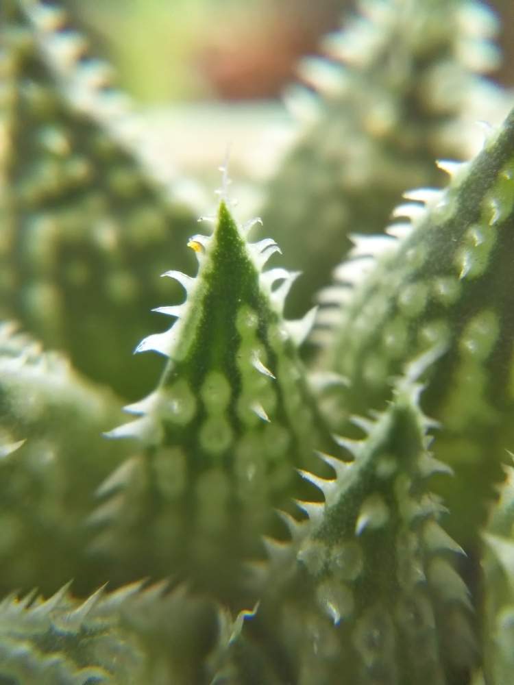棚の画像 by はははさん | 棚と多肉屋敷と多肉植物と観葉植物とおうち園芸とハオルシア属 とハオルシア ガリレオと多肉棚と群生派