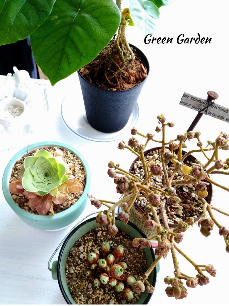 部屋の画像 by GreenGardenさん | 部屋と多肉植物とつ・ぼ・みとエルヒエロ♡と多肉植物と暮らすとアエオニウム・ドドランタリスと今日の一枚とEl Hierro✴︎と多肉好きと ウンベラータとアエオニウム チョコチップと観葉植物