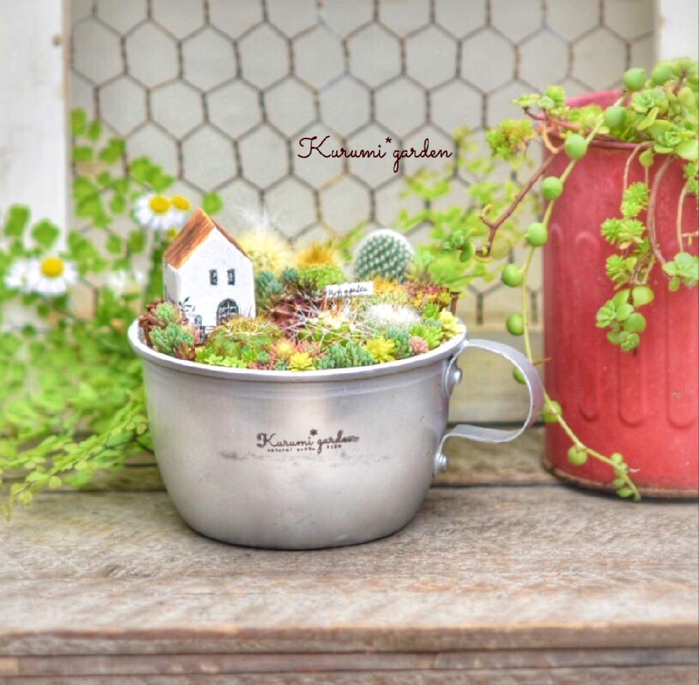 の画像 by くるみ*さん | セダム寄せと箱庭と箱庭 多肉植物と箱庭 サボテンと可愛いサボテンとミニチュアガーデンと箱庭作りとサボテン☆とサボテンを楽しむとマグ寄せとアルミの鉢とサボ寄せとオンラインショップと大人おままごととくるみガーデンとサボテン箱庭とサボテンのある暮らしとサボテンの箱庭とサボテン畑とマグカップ寄せとオンラインショップで販売中とKurumi*gardenとアルミカップとミニミニハウス