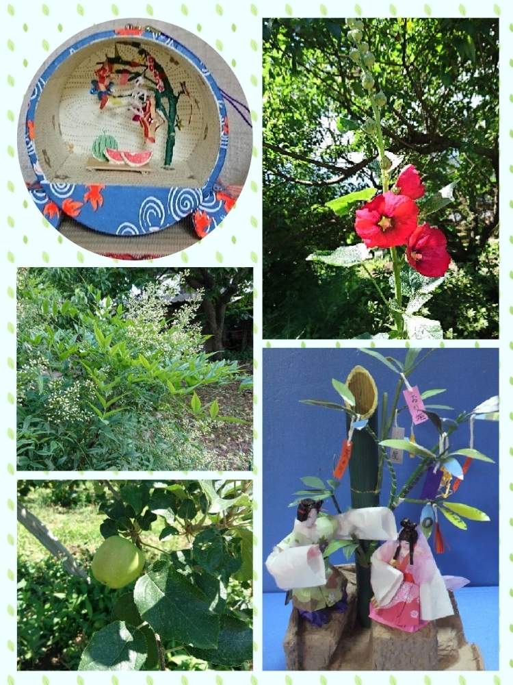 広い庭の画像 by 折り姫さん | 広い庭とタチアオイと南天の花とシナノスイートと手作りと紙人形と紙細工と田舎暮らしと寄せ植えと紙細工とおうちde菜園とおうち園芸と自宅庭と花のある暮らしとりんご園