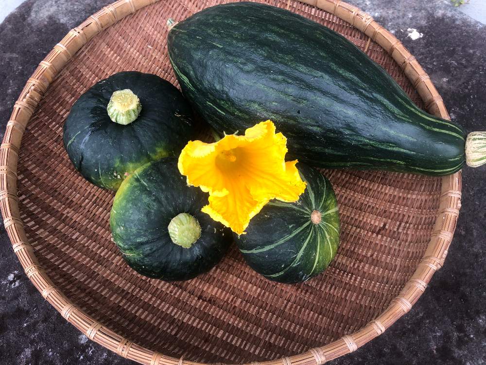 の画像 by このニャンさん | カボチャと我が家の庭と朝採り野菜とおうち園芸とおうちde菜園