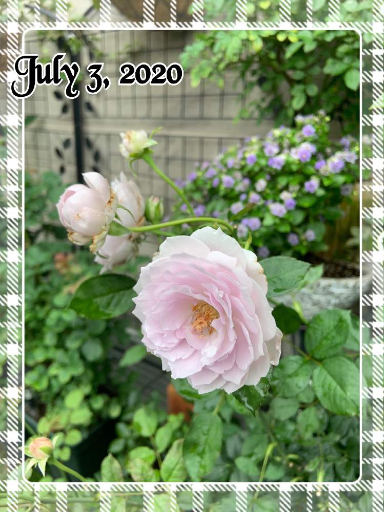 小さな庭の画像 by もみじさん | 小さな庭とバラ ラピスラズリとエキザカムと幸せと薔薇愛同盟とお庭の草花とお家大好きとおうち園芸とありがとうと青薔薇と全部GSのせいだと庭のばらと小さな小さな庭と花のある暮らしとロサオリエンティスとばら 薔薇 バラとおうちで自然を感じると三種の神器と香りのバラと八重咲きエキザカムジュピター