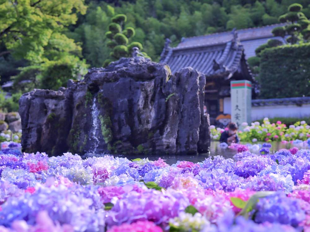 お出かけ先の画像 by satomiさん | お出かけ先と紫陽花 額紫陽花とカメラ女子と癒しとPWフォトコン2020とやさしい気持ちと久安寺