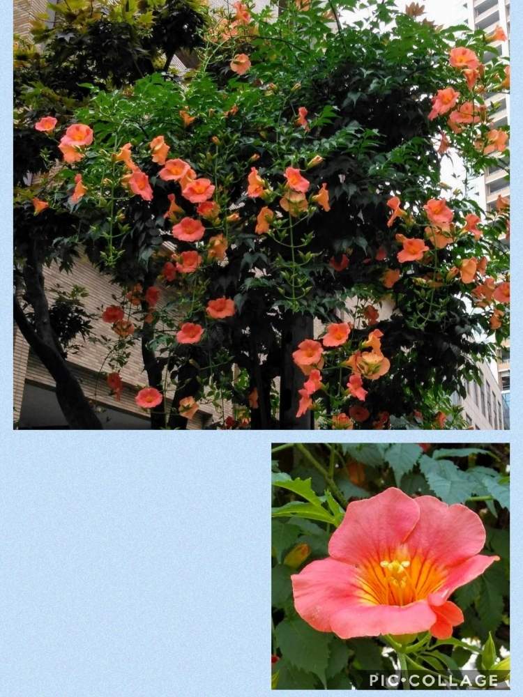 お出かけ先の画像 by カタカゴさん | お出かけ先とノウゼンカズラとオレンジ色の花と今日のお花とありがとう医療従事者の方々と医療・介護の皆様に感謝