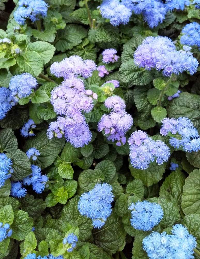 お出かけ先の画像 by カタカゴさん | お出かけ先とアゲラタムと青紫色の花とありがとう医療従事者の方々と医療・介護の皆様に感謝とチーム・ブルーNo.024と青い花で納涼祭2020と青い花マニアとチーム・ブルーとどんぐり児童遊園