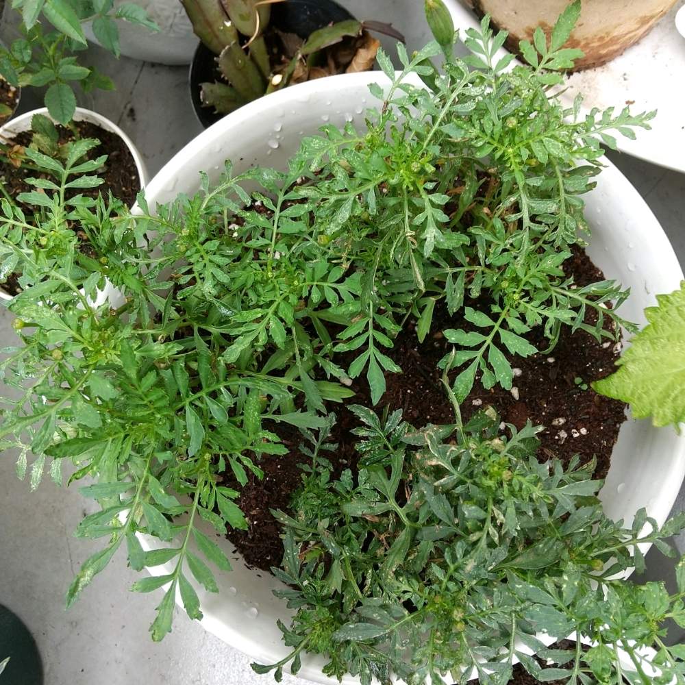 の画像 by 月華美神さん | 植物のあるくらしと教えて下さい!と癒される♡と花と緑のある暮らしとマリーゴールド♡と好きな香り♡とおうち時間とおうちde菜園とマリーゴールドの育て方♡と∞Purple and Queen倶楽部∞とおうち園芸と∞Purple and queen 倶楽部∞とMorning☀️と心のやすらぎとかわいぃな♡と∞INFINITY∞と花のある暮らしと癒し✨とおうちで楽しく