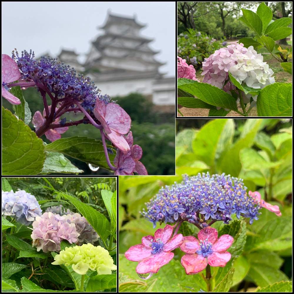 お出かけ先の画像 by Okavangoさん | お出かけ先とアジサイと紫陽花と夏が来た!かも?と住めば都・姫路と微妙な色彩とThis morning!と夏・播磨の国と世界遺産・姫路城と城郭・天守閣とぐるっと白鷺城