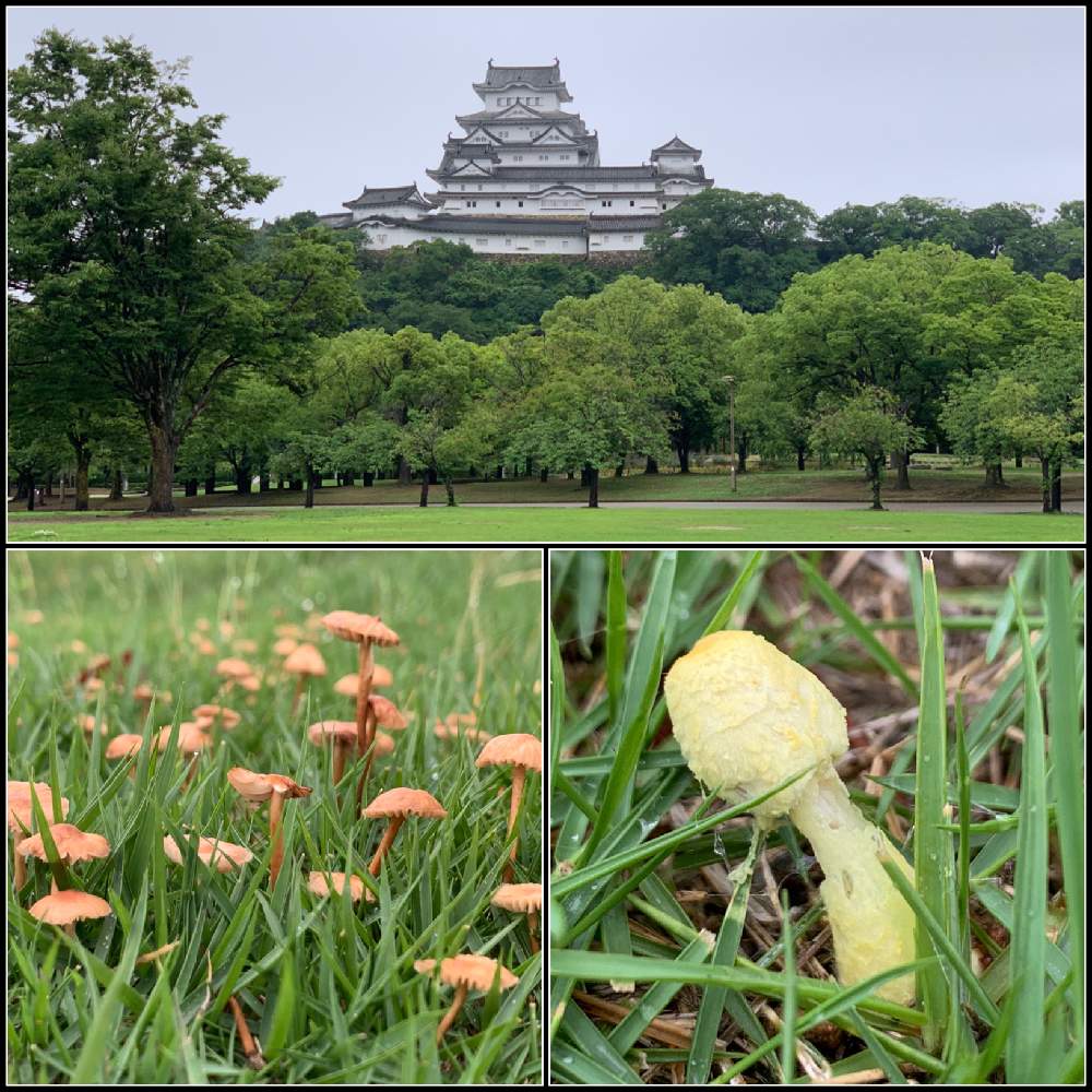 お出かけ先の画像 by Okavangoさん | お出かけ先とキノコと夏が来た!かも?と住めば都・姫路とThis morning!と夏・播磨の国と世界遺産・姫路城と城郭・天守閣とぐるっと白鷺城