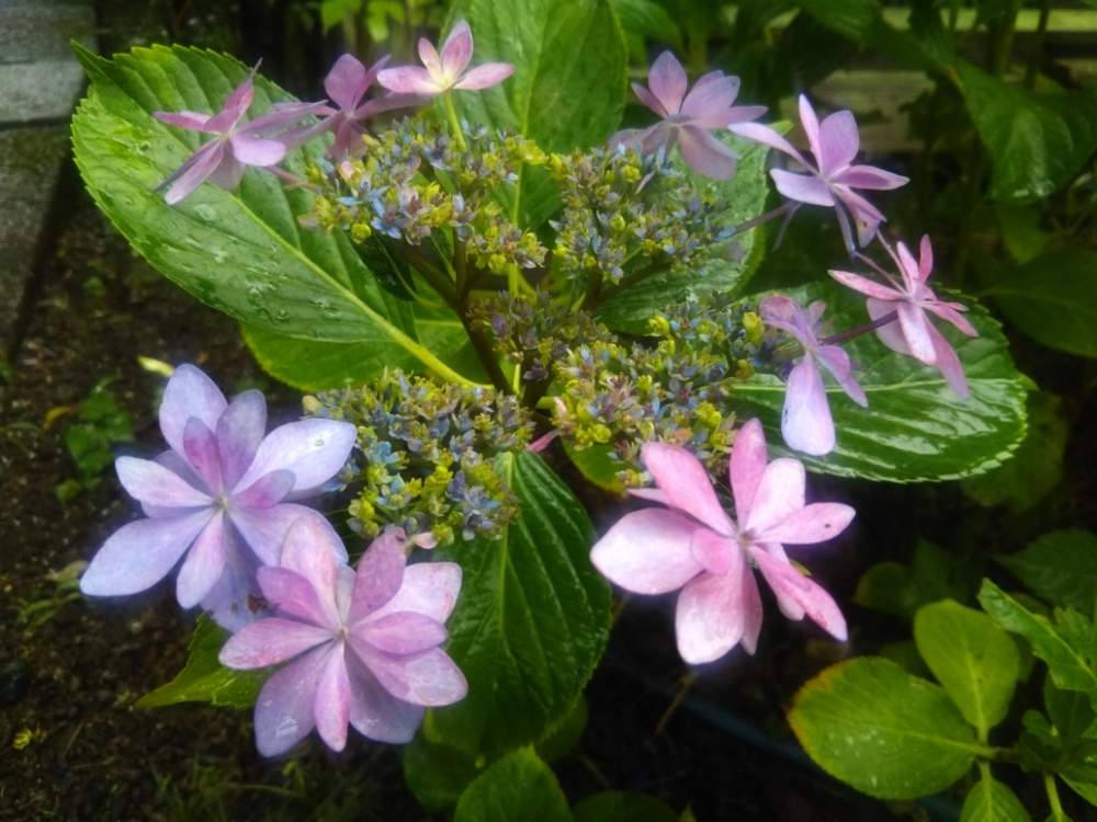 の画像 by ケニチさん | 額紫陽花と初めて見ましたとお寺と紫陽花 額紫陽花と紫色の花と何なんだろうと資福禅寺とアジサイ 紫陽花とあじさい寺