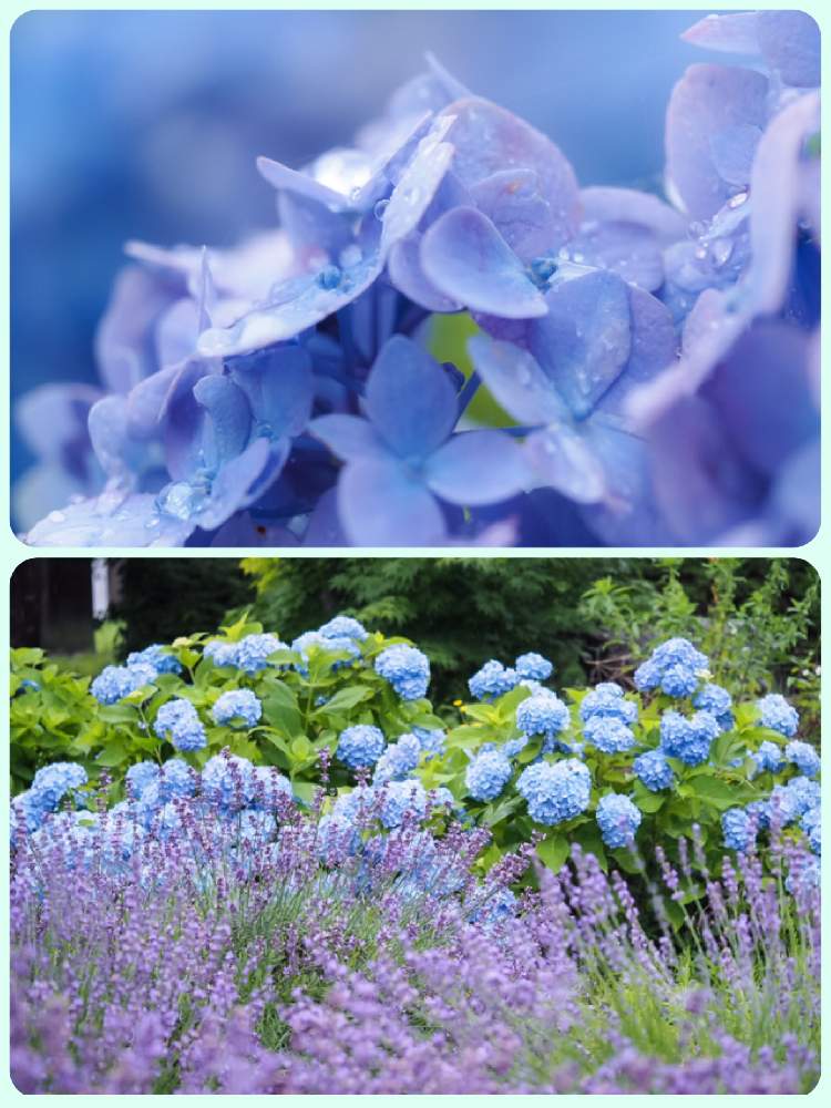 お出かけ先の画像 by lalamさん | お出かけ先と紫陽花♡と雫2020と青い花で納涼祭2020と美しく青きドヨウと青い花ボタニカルスポットとチーム・ブルーと新型コロナウィルスに負けるなと河口湖 ラベンダー