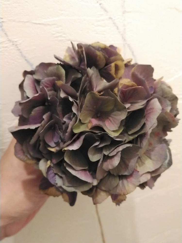 部屋の画像 by 鬼ヤドカリさん | 部屋とブルーアースと秋色 紫陽花と紫陽花 アジサイ あじさい