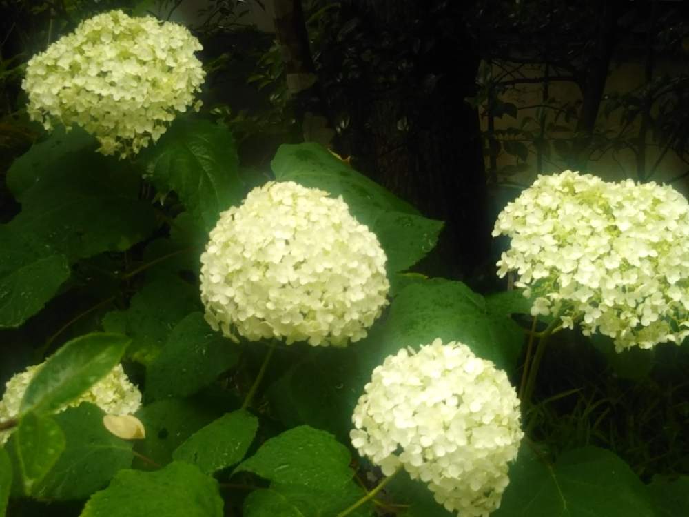 の画像 by ケニチさん | 紫陽花とお寺と紫陽花 額紫陽花と資福禅寺とアジサイ 紫陽花とあじさい寺と白い花