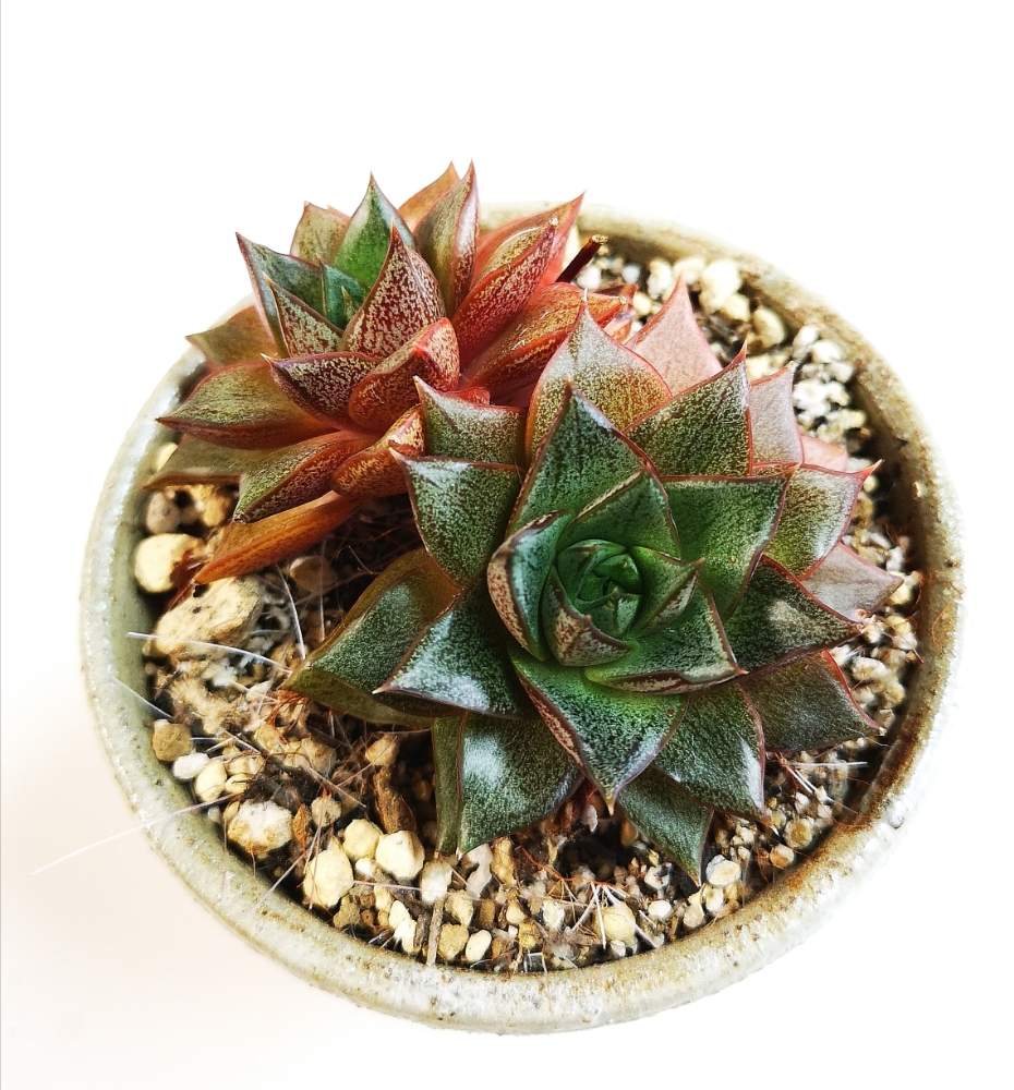 窓辺の画像 by eyeさん | 窓辺と大和錦とbefore.とエケベリア属 大和錦と気根✨と多肉植物と 大和錦とパープソルム。と☆eye☆エケベリア属とお腐れ様降臨とパプルソラムと多気園芸とおうち園芸と梅雨とプルプソルム.と☆eye☆や行と三重県とエケベリア属と腐れ神降臨と⭐eye⭐寄せ植えとエケベリア属 花冠