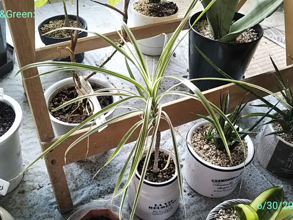 部屋の画像 by あおい32さん | 部屋とドラセナコンシンネと観葉植物と千葉県と斑入り。と斑入り愛好家とダイソー産とフイラー