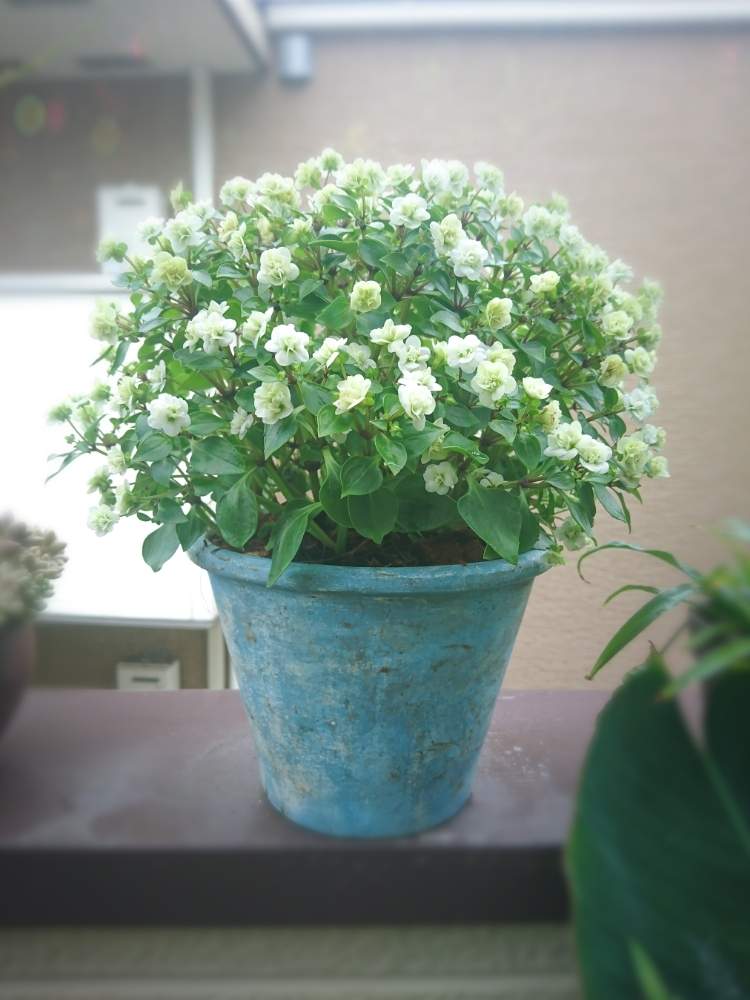 インテリアの画像 by TAYA's lab.さん | インテリアとエキザカムジュピターとふわふわとシャビーと開花中とこんもりとリメイクとアンティーク風と緑の花と白い小さな花と園芸品種とおうち園芸とまんまると珍奇植物2020とレトロとソコトラ島ともこもことDIYと多肉とペンキ塗りとリンドウ科とエキザカム属と★エキザカム★