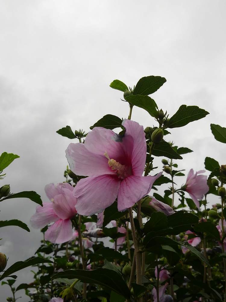 の画像 by せつ工房さん | ムクゲと茶花と本牧山頂公園と公園と庭木と花のある暮らし