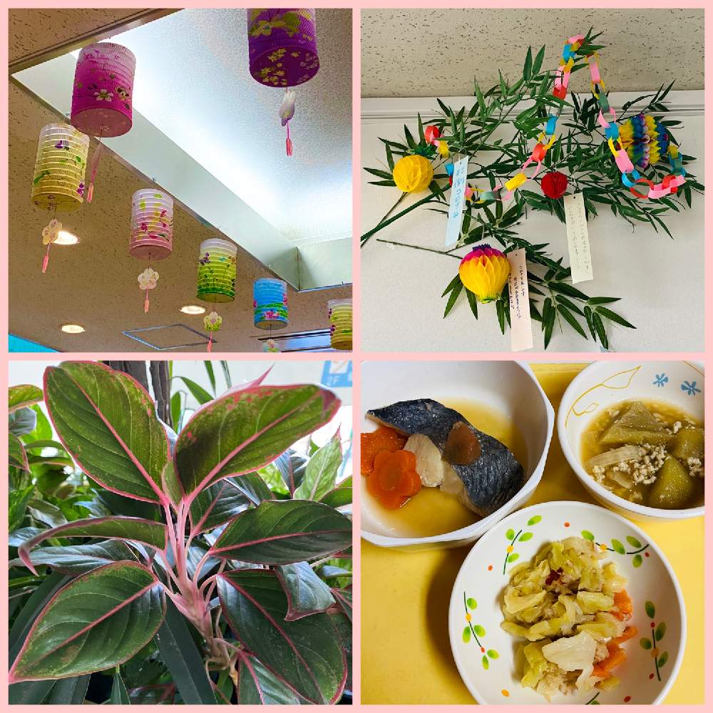 の画像 by らりるん♪さん | 名前を教えて!とアグラオネマかも?と観葉植物と七夕と病院と七夕飾りとアグラオネマ属とサトイモ 科