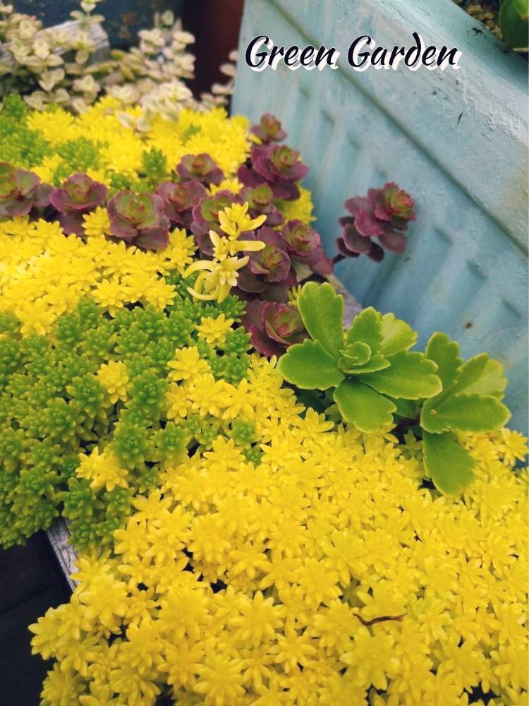 小さな庭の画像 by GreenGardenさん | 小さな庭とセダム属と多肉植物と多肉植物と暮らすと今日の一枚と多肉好きとあめふり
