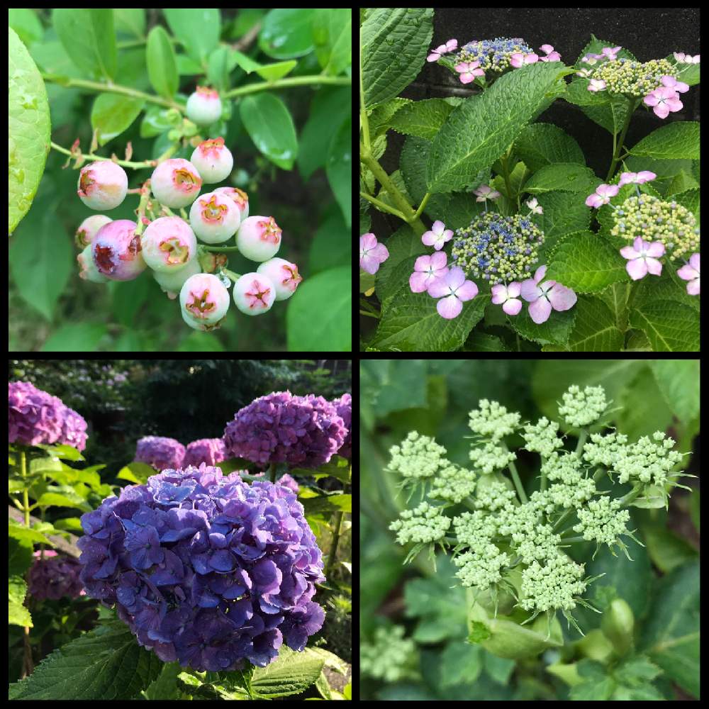 広い庭の画像 by ☆萩☆さん | 広い庭と花のある暮らしと紫陽花 額紫陽花と明日葉とブルーベリーの実☆