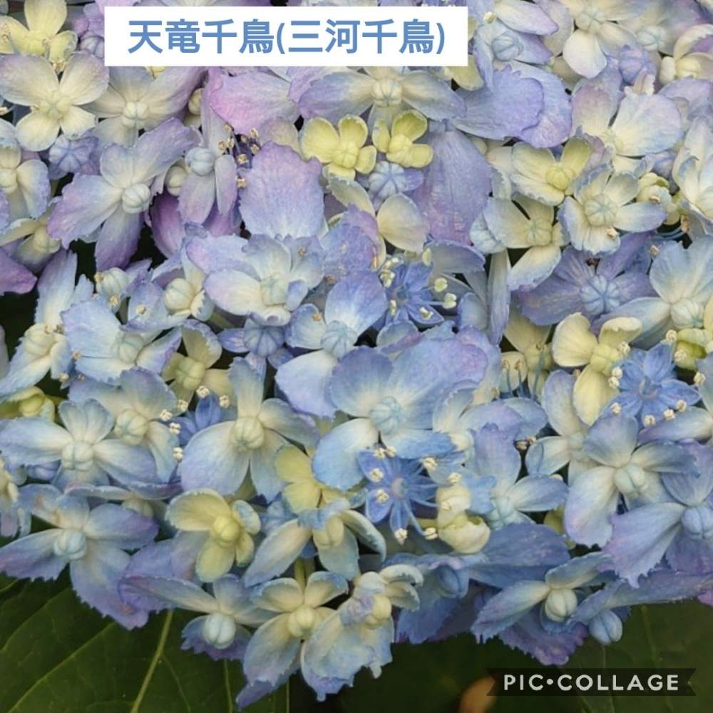 の画像 by トリトンさん | 紫陽花と紫陽花 あじさい アジサイとキュンキュン乙女倶楽部と医療・介護の皆様に感謝ともんもんチャン♡見守り隊と熊本県の皆さんにエールを♪とかわいい♡といやされる♡とありがとう♡嵐♡とI♡KanagawaとGS映えとチーム・横浜No.21とGS日和と横浜イングリッシュガーデンと青い花で納涼祭2020とキュンキュン乙女倶楽部No.183と青い花マニアとチーム・ブルーとチーム・ブルーNo.009とチーム横浜