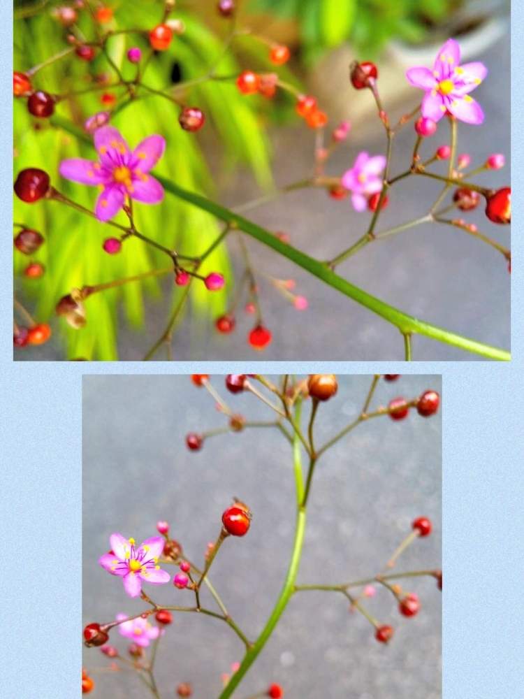 お出かけ先の画像 by カタカゴさん | お出かけ先とハゼランと医療・介護の皆様に感謝と熊本県の皆さんにエールを♪とありがとう医療従事者の方々と被災地にエールを…。とピンクのはなとかわいい♡