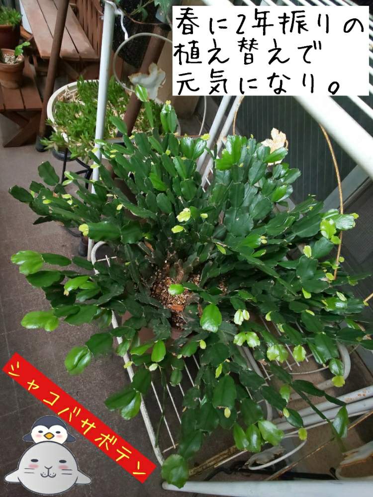 バルコニー/ベランダの画像 by チョウさんさん | バルコニー/ベランダとwow!!!と雨に輝くと何でやねん!と勝手気ままにベランダ~とGS映えとGS日和と恋をしましょう!とおうち園芸と植中毒とHappyな気分と食わず嫌い?とタニラーと何となく幸せ!と珍奇植物と花とジジイ!と花のある暮らしとベランダ菜園とGREEN UP!とバルコニスト