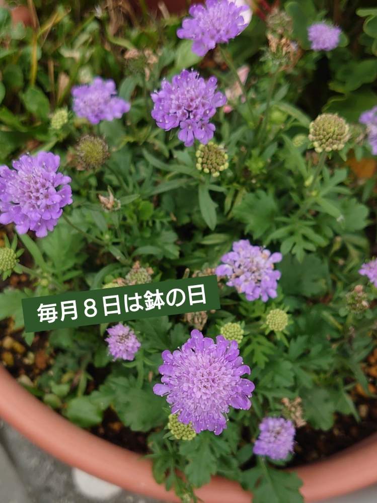 の画像 by トリトンさん | スカビオサと元気だしてとキュンキュン乙女倶楽部と医療・介護の皆様に感謝ともんもんチャン♡見守り隊と薄紫色の花と熊本県の皆さんにエールを♪とかわいい♡といやされる♡とありがとう♡嵐♡とI♡KanagawaとGS映えとチーム・横浜No.21とGS日和と青い花で納涼祭2020とキュンキュン乙女倶楽部No.183と青い花マニアとチーム・ブルーと毎月8日は鉢の日とチーム・ブルーNo.009とチーム横浜