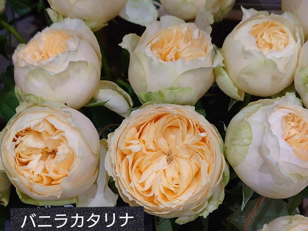の画像 by トリトンさん | 薔薇とバラ、薔薇、ばらと元気だしてとキュンキュン乙女倶楽部と医療・介護の皆様に感謝とばら バラ 薔薇ともんもんチャン♡見守り隊と水曜ローズショーと熊本県の皆さんにエールを♪とかわいい♡といやされる♡とありがとう♡嵐♡とI♡KanagawaとGS映えとチーム・横浜No.21とGS日和とキュンキュン乙女倶楽部No.183と黄色いお花大好き協会とチーム・ブルーNo.009とチーム横浜