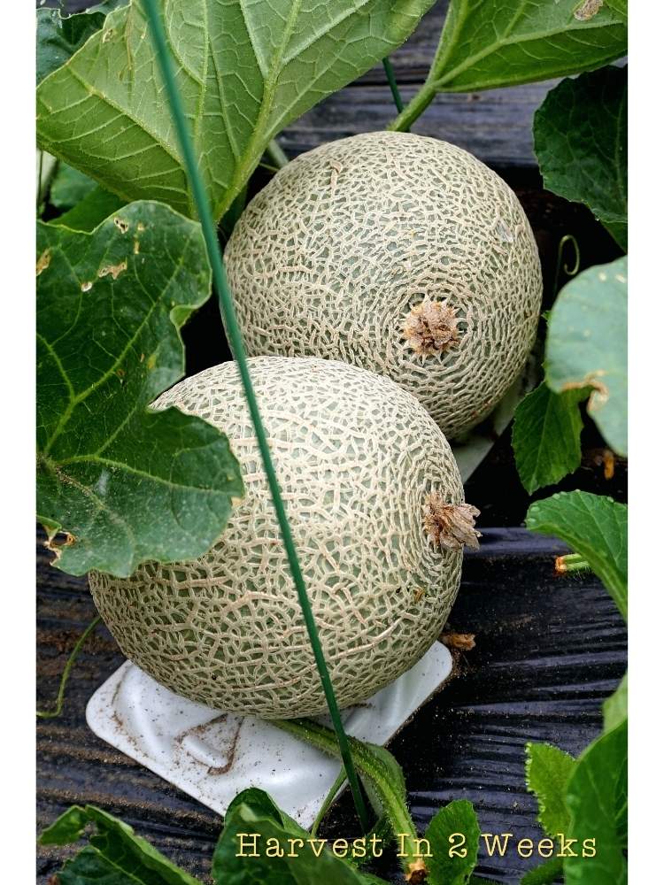 畑の画像 by toshi722さん | 畑とマスクメロン✨とMelon 2020と家庭菜園とチーム岐阜と岐阜県と夏物野菜栽培日記と収穫間近と家庭菜園奮闘日記と美濃市