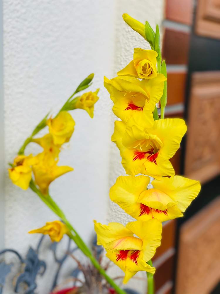 テラスの画像 by らりるん♪さん | テラスとグラジオラスと季節の花ときいろいお花と織家さんありがとー!