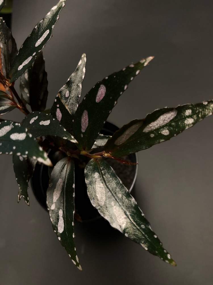 窓辺の画像 by hittyyさん | 窓辺と植物のある暮らしとドットと緑大好きとベゴニアジュラウと美しい葉とベゴニア原種とベゴニアsp.と緑のある暮らしと静かな夜✨と緑大好き❤