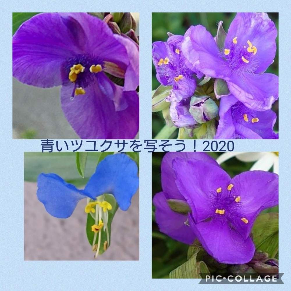 の画像 by トリトンさん | ツユクサとムラサキツユクサと元気だしてとキュンキュン乙女倶楽部と医療・介護の皆様に感謝ともんもんチャン♡見守り隊と青いツユクサを写そう!2020と熊本県の皆さんにエールを♪とかわいい♡といやされる♡とありがとう♡嵐♡とI♡KanagawaとGS映えとチーム・横浜No.21とGS日和とキュンキュン乙女倶楽部No.183と青い花マニアとチーム・ブルーとチーム・ブルーNo.009とチーム横浜と青い花で納涼祭2020とチーム・ブルー告知