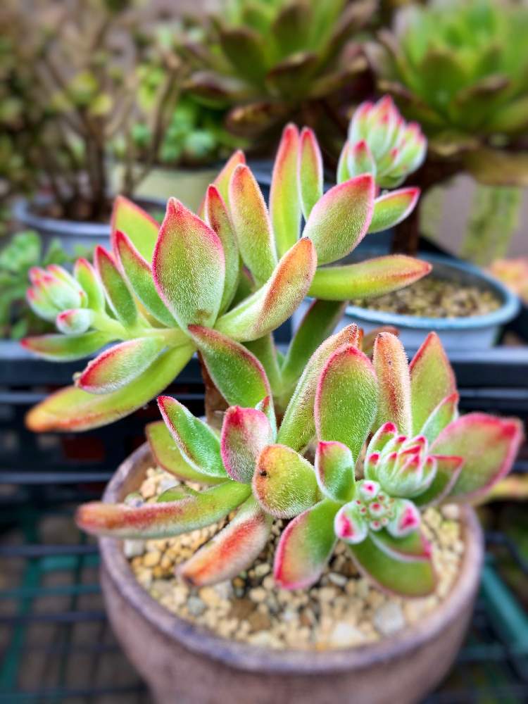 の画像 by よよよさん | ハムシーと多肉植物と岩手県と黒ニャンコ隊といつもありがとうと我ら植中毒隊!と美しいとタニラーと可愛いとかわいい