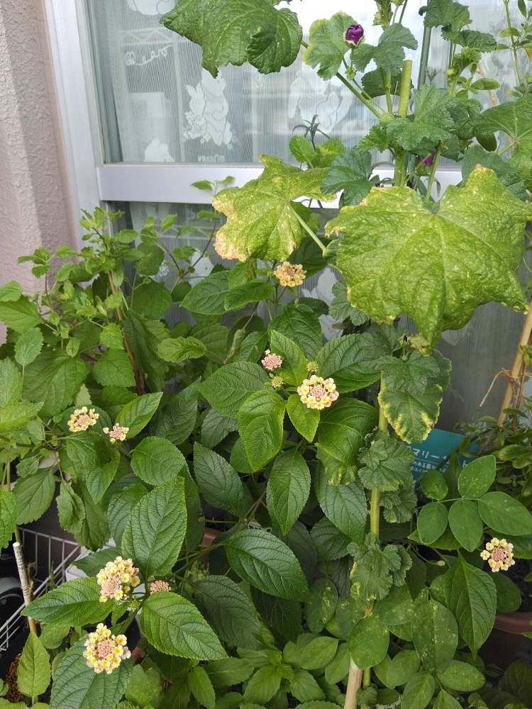 バルコニー/ベランダの画像 by MANDARA△IDさん | バルコニー/ベランダとランタナと地方花屋仕入れとおうち園芸とPWフォトコン2020とガーデニング部門とジャンル:草花