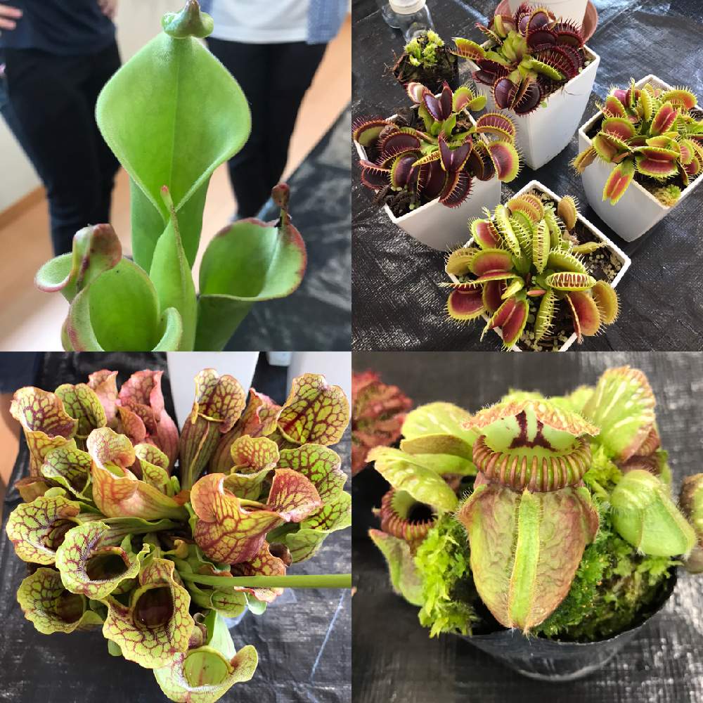 お出かけ先の画像 by 必勝社さん | お出かけ先とサラセニア属と食虫植物とサラセニア原種と食虫植物 ハエトリソウと食虫植物のある暮らしとGS映えと植中毒と関西食虫植物愛好会とサラセニアと珍奇植物と珍しい植物と食虫植物 サラセニアとヘリアンフォラ属とサラセニア科と食虫植物広め隊