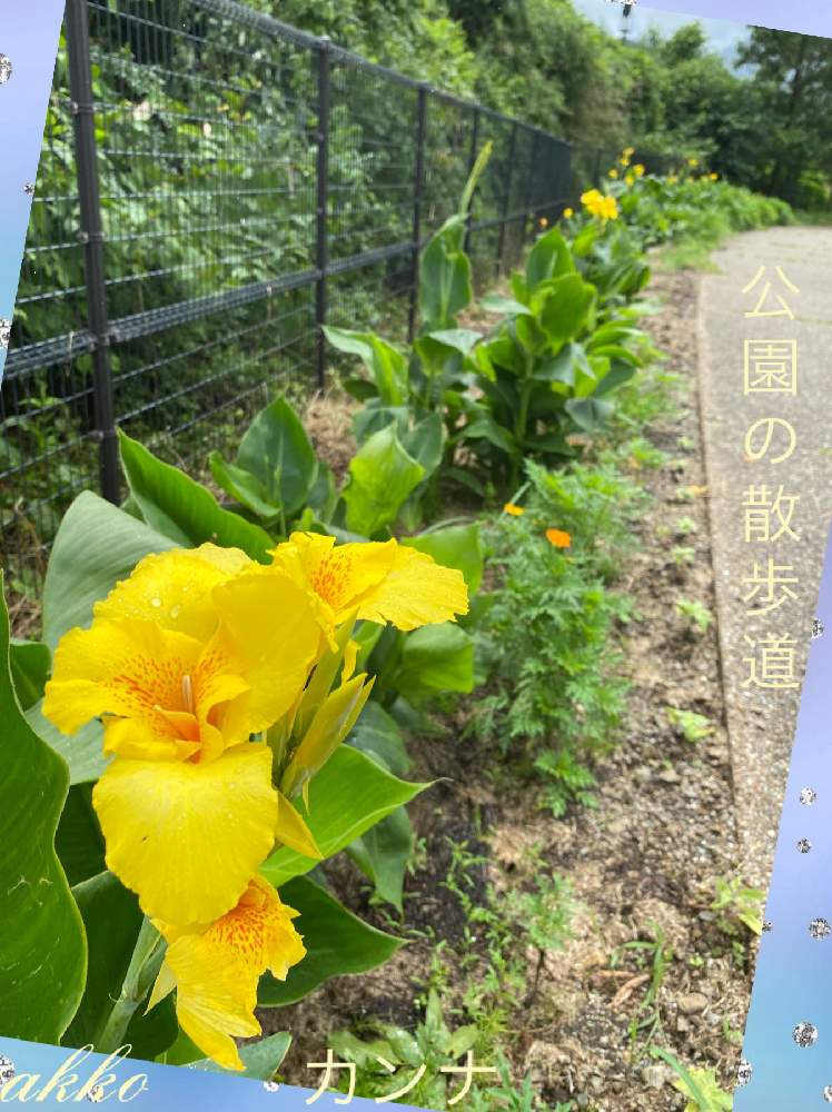 の画像 by ひみつのアッコちゃんさん | 黄色いコスモスと向日葵(ヒマワリ)と黄色いカンナとボランティア花壇と大きな花と美しい花と近くの景色と美しい花園と足柄ふれあい公園とボランティア公園と花のある暮らし