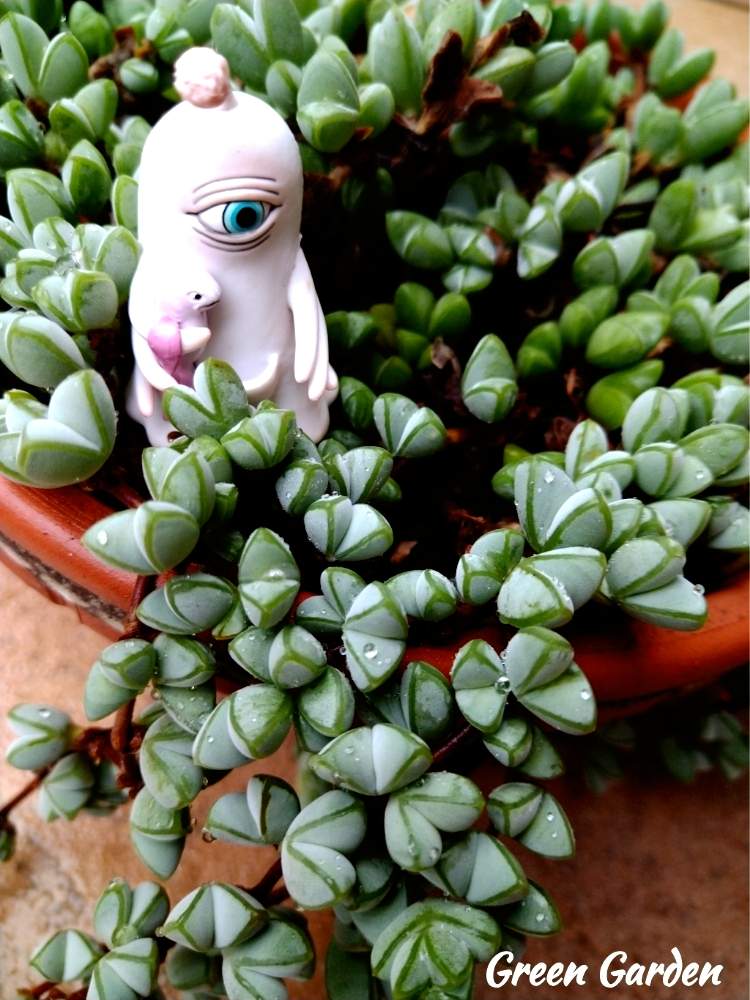 小さな庭の画像 by GreenGardenさん | 小さな庭と多肉植物と多肉植物と暮らすとヒグチユウコフィギュアと今日の一枚とトトの日とひとつめちゃんと多肉好きと雑貨小物とあめふりと 碧魚連