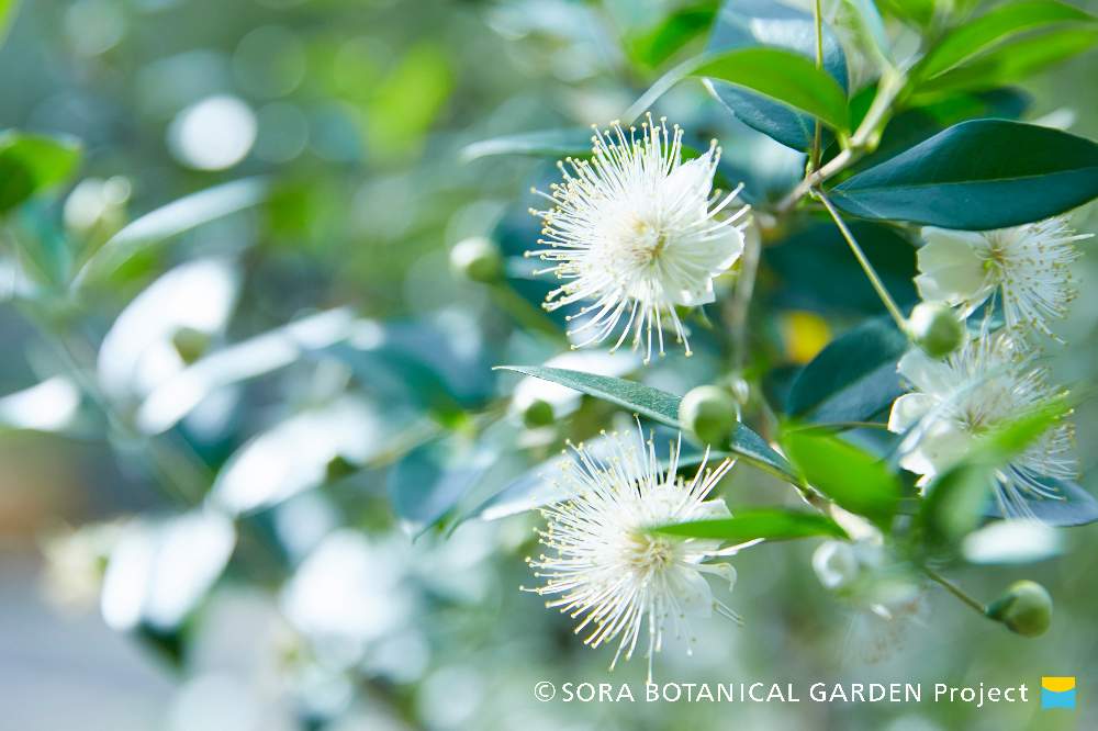 の画像 by そら広場(そら植物園オフィシャルクラブ)さん | ギンバイカとそら植物園とプラントハンターとそら植物園 オフィシャルクラブ「そら広場」と植物と西畠清順と農場とそら広場と白いお花と花のある暮らし