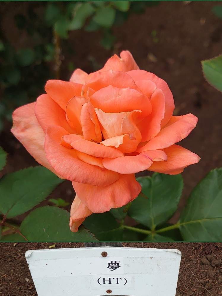 の画像 by トリトンさん | 薔薇とバラ、薔薇、ばらと元気だしてとキュンキュン乙女倶楽部と医療・介護の皆様に感謝とばら バラ 薔薇ともんもんチャン♡見守り隊と熊本県の皆さんにエールを♪とかわいい♡と相模原北公園といやされる♡とありがとう♡嵐♡とI♡KanagawaとGS映えとオレンジ色のバラとチーム・横浜No.21とGS日和とキュンキュン乙女倶楽部No.183とチーム・ブルーNo.009とチーム横浜と金曜ローズSHOW!