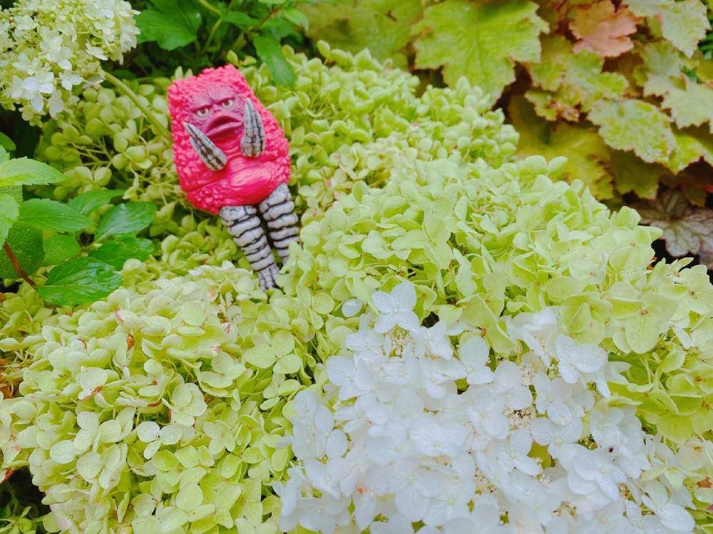 の画像 by Y._.Y-Y(ಠ_ಠ̵̵̀)Y-Y._.Yさん | アナベルとほぼ毎日o̖⸜(ಠ_ಠ̵̵̀)⸝o̗