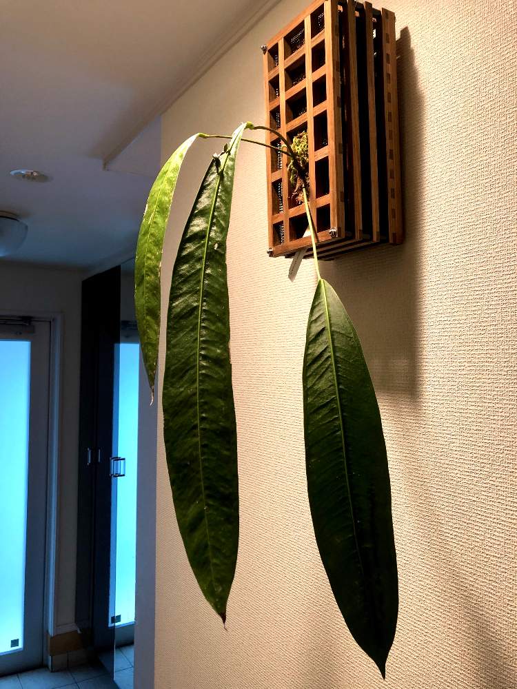 インテリアの画像 by leonさん | インテリアとA. pallidiflorumと観葉植物とグリーンのある暮らしと原種 Anthuriumと珍奇植物2020
