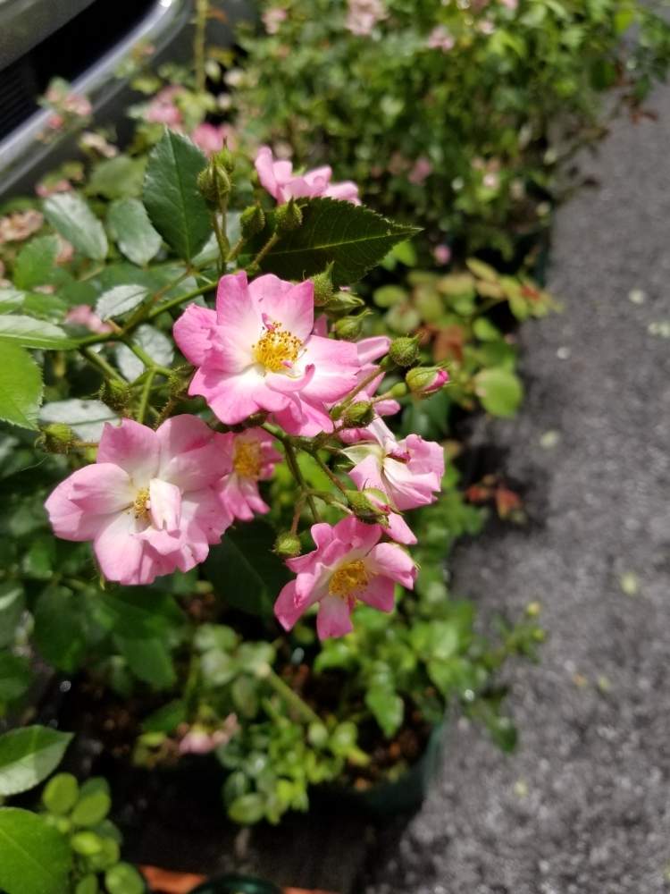 小さな庭の画像 by ニワバラベラバラさん | 小さな庭とカストーレとばら バラ 薔薇と培養土を考える倶楽部と複色とピンク❤︎ピンクとバラのある暮らしとおうち園芸とバラ 鉢植えと鉢ロザリアンとピンクと二番花と花のある暮らしと薔薇♪とばら 薔薇 バラとバラ・ミニバラ