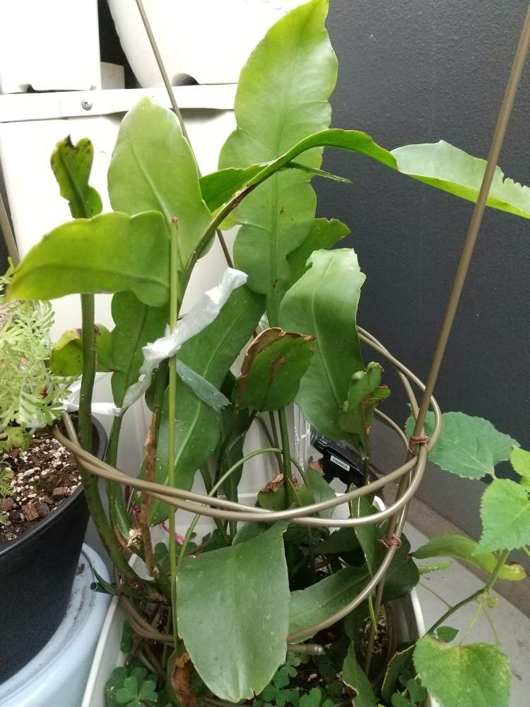 の画像 by 月華美神さん | 植物のあるくらしと癒される♡と新葉と花と緑のある暮らしと好きな香り♡とおうち時間と我が家の月下美人とおうちde菜園と∞Purple and Queen倶楽部∞とおうち園芸とシュートと∞Purple and queen 倶楽部∞と心のやすらぎとかわいぃな♡と∞INFINITY∞と花のある暮らしと月下美人のシュート♡と癒し✨とおうちで楽しく
