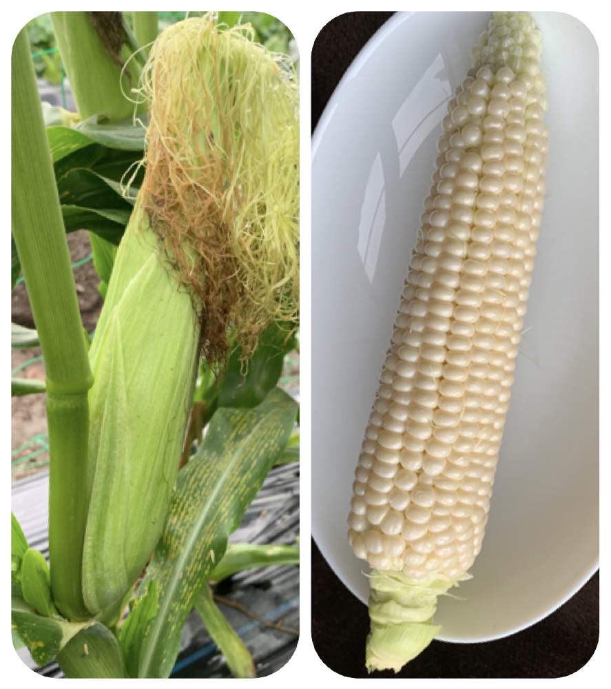 畑の画像 by アラパンさん | 畑とホワイトコーンとみどりのある暮らしと収穫物とお野菜と植物のある暮らしと家庭菜園とおうちde菜園とやさいの時間とGS映えとはたけと収穫と花のある暮らしと自家製野菜とアラパンの家庭菜園と家庭菜園奮闘日記と夏野菜とGREEN UP!とはたけ仕事